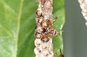 Vespula_ZZXYX_D4078_Z_78_Alexandra hills Brisbane_Australie